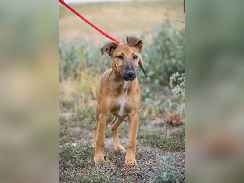 Ubul SI- junger Hund auf der Suche nach aktiver Familie