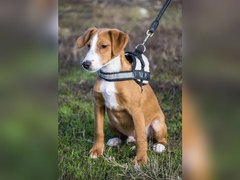 Finch-Si – Aktiver kleiner Wirbelwind mit großem Herzen