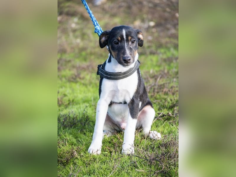 Flopp-Si - Fröhlicher Foxterrier-Junghund mit viel Charme