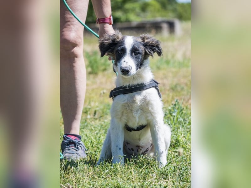Lori-SI - aktiver Junghund sucht liebevolles Zuhause