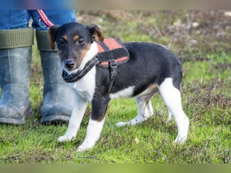 Flipp- Si - Kleiner Foxterrier-Junghund voller Energie und Lebensfreude