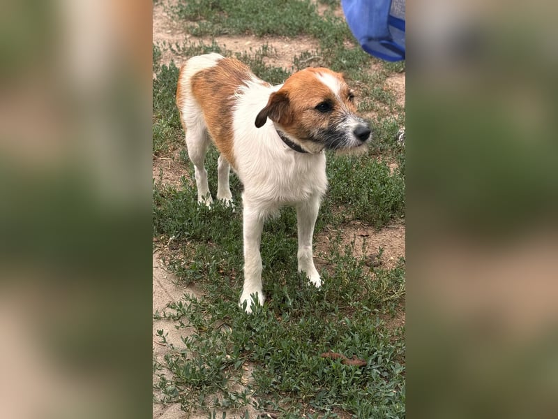 Csibesz BR – liebenswerter Foxterrier sucht sein Glück 