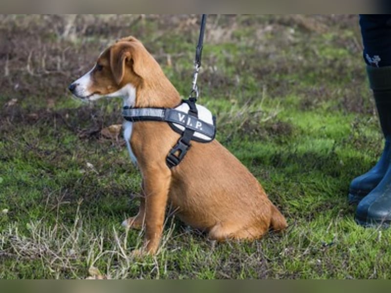 Finch-Si – Aktiver kleiner Wirbelwind mit großem Herzen