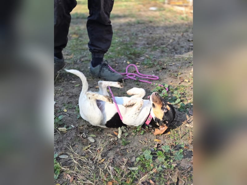 Runa BE – Kleine Foxi-Lady blickt hoffnungsvoll in die Zukunft