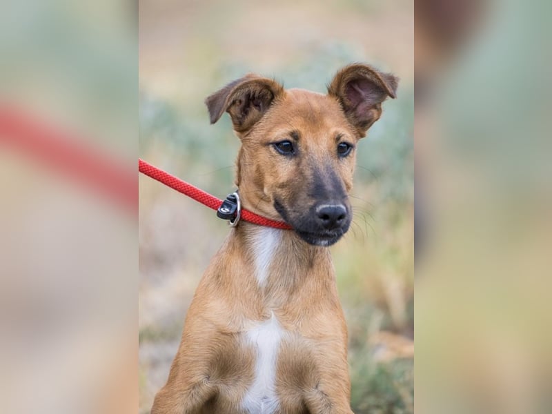 Ubul SI- junger Hund auf der Suche nach aktiver Familie