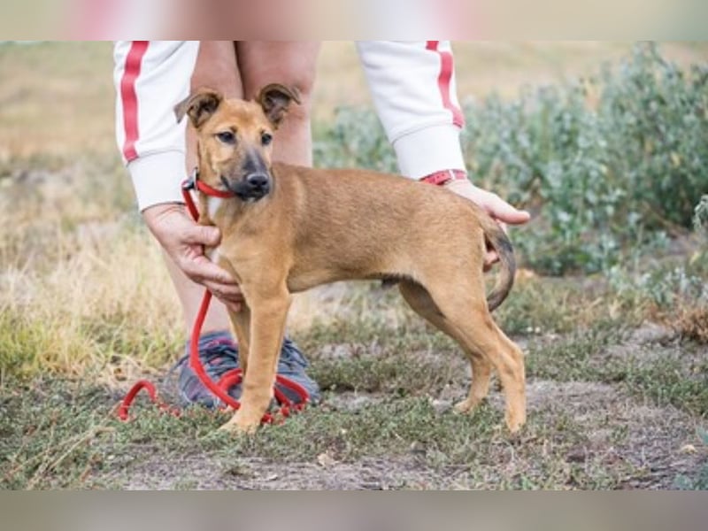 Ubul SI- junger Hund auf der Suche nach aktiver Familie