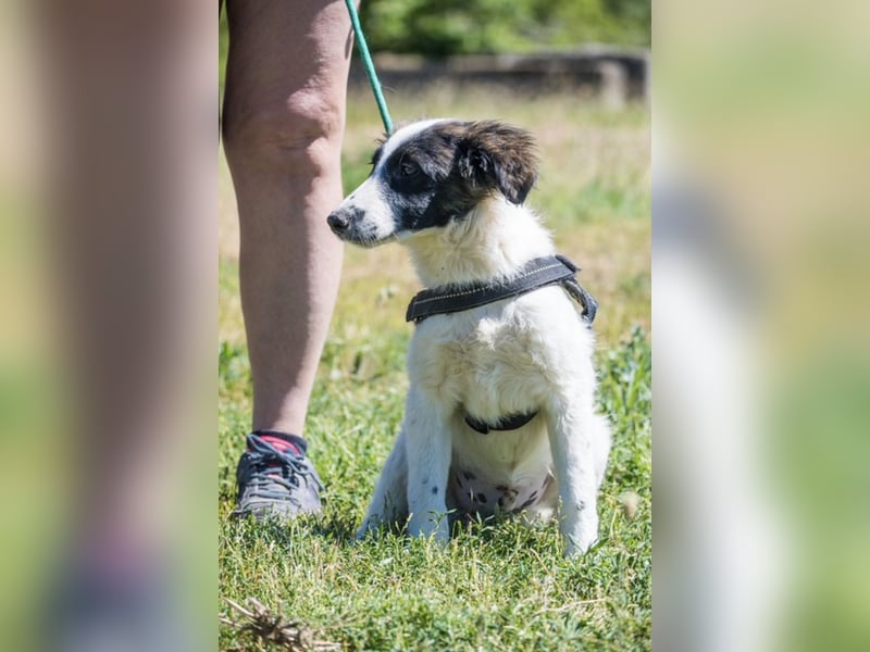 Lori-SI - aktiver Junghund sucht liebevolles Zuhause