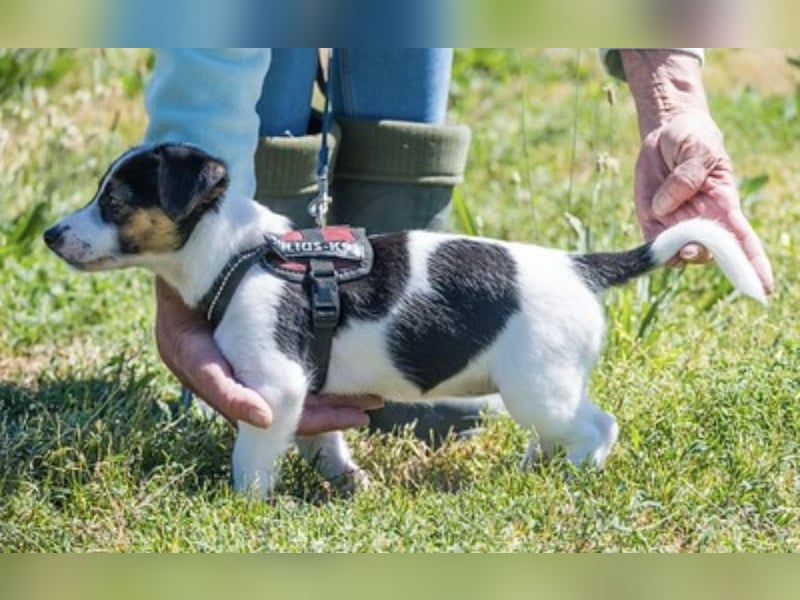 Bojszi-SI - fröhliche kleine Hündin sucht aktives Zuhause