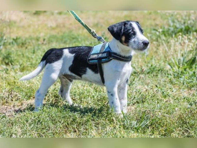 Bohem-SI - fröhlicher kleiner Hundejunge sucht aktives Zuhause