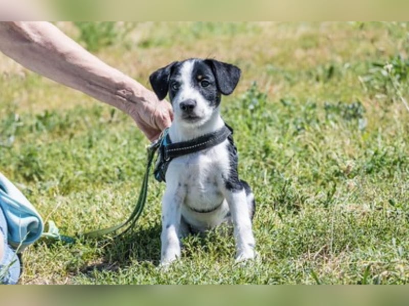 Bohem-SI - fröhlicher kleiner Hundejunge sucht aktives Zuhause