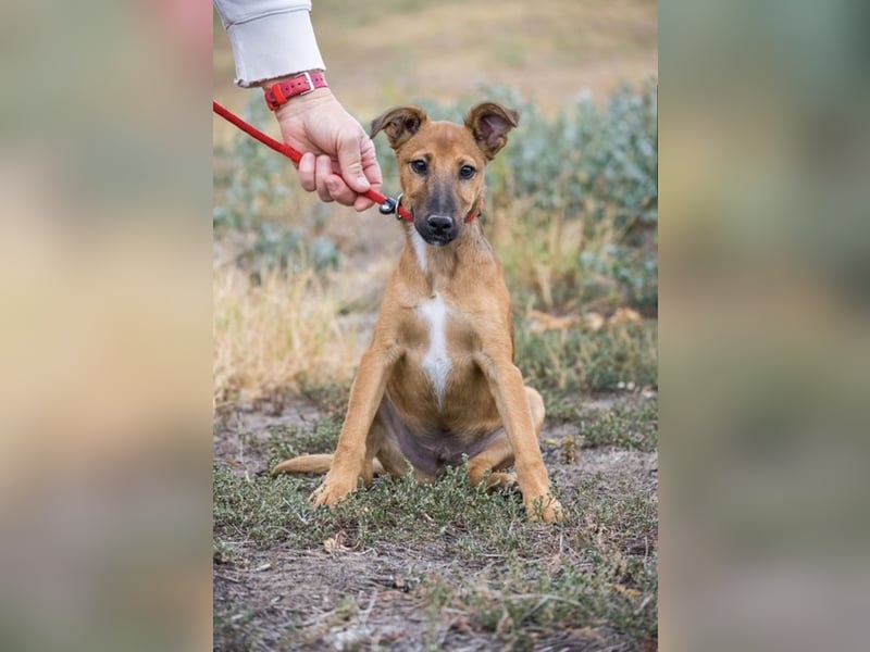 Ubul SI- junger Hund auf der Suche nach aktiver Familie