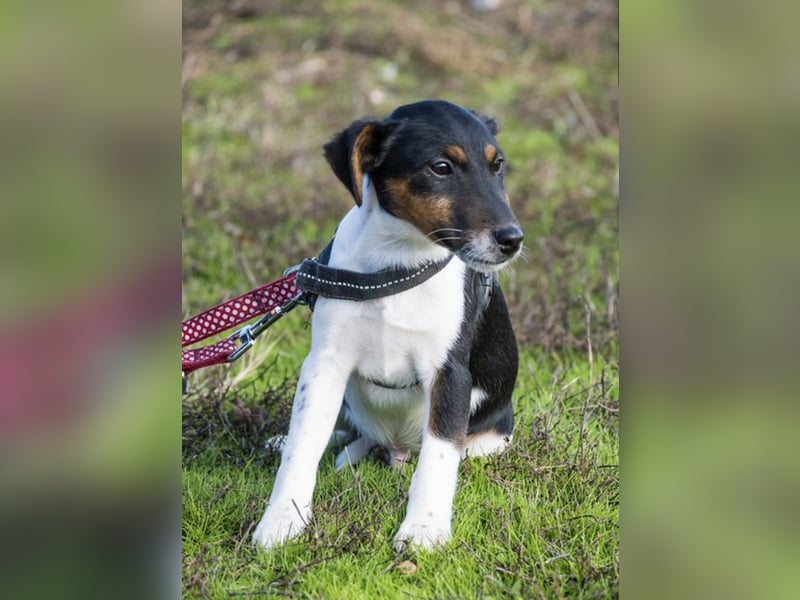 Flipp- Si - Kleiner Foxterrier-Junghund voller Energie und Lebensfreude