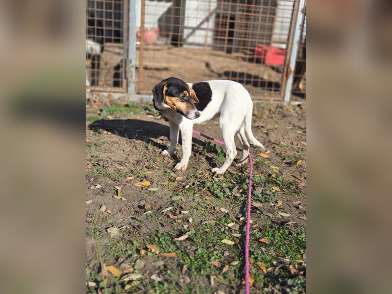 Runa BE – Kleine Foxi-Lady blickt hoffnungsvoll in die Zukunft