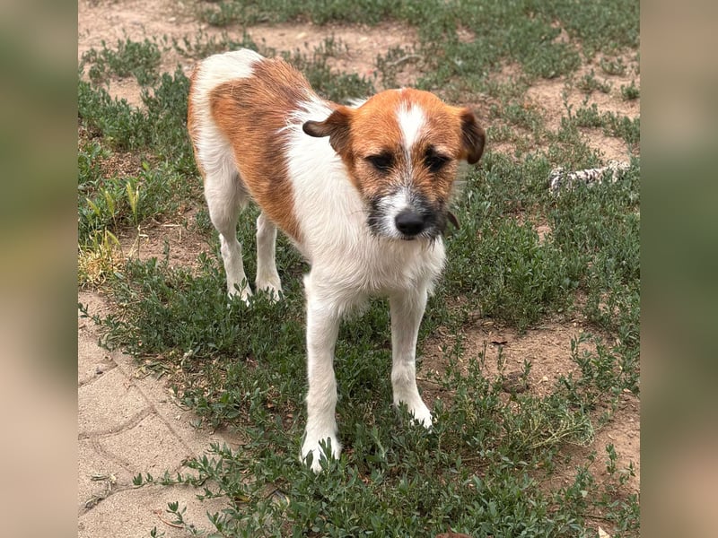 Csibesz BR – liebenswerter Foxterrier sucht sein Glück 