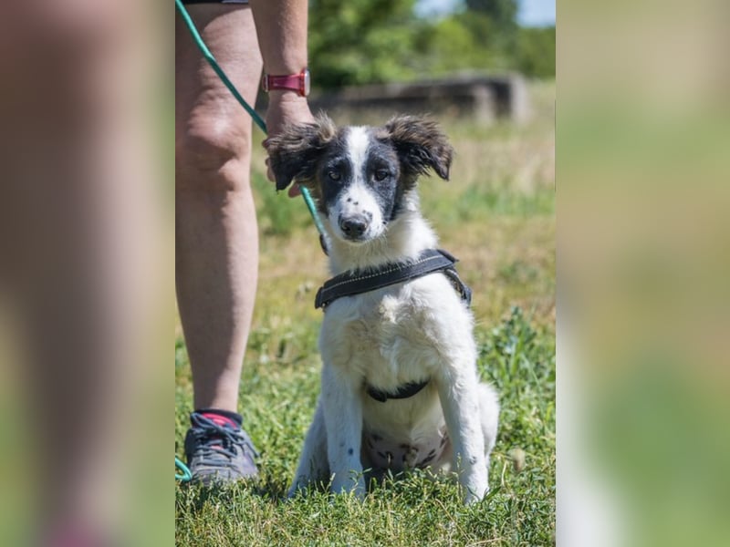 Lori-SI - aktiver Junghund sucht liebevolles Zuhause