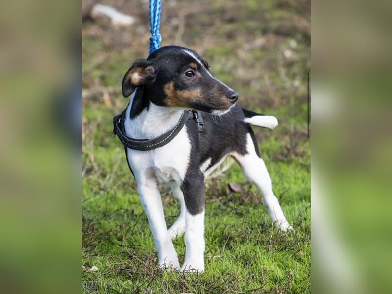 Flopp-Si - Fröhlicher Foxterrier-Junghund mit viel Charme