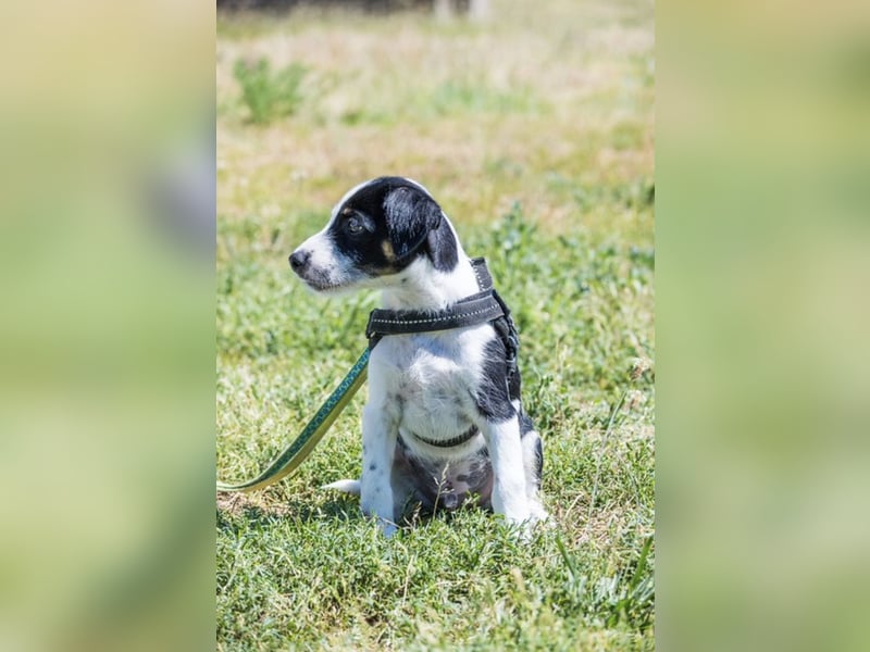 Bohem-SI - fröhlicher kleiner Hundejunge sucht aktives Zuhause