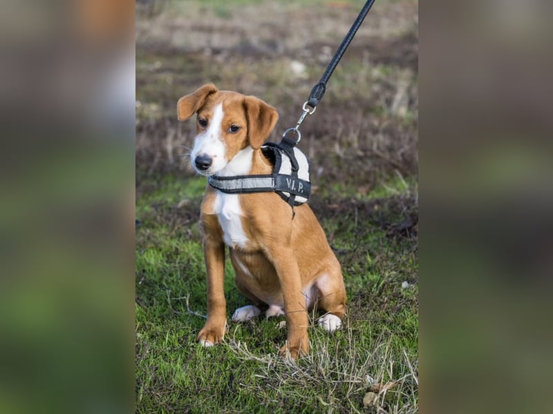 Finch-Si – Aktiver kleiner Wirbelwind mit großem Herzen