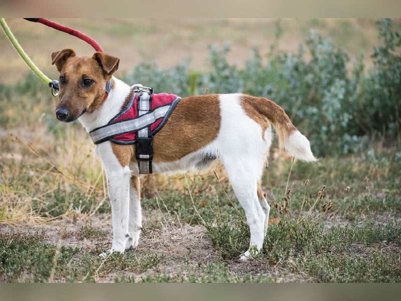 Joker SI – Foxterrier mit Terrier-Power sucht erfahrene Menschen 