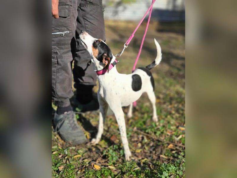 Bora, geboren 01.05.2024, 30cm sucht ihr Körbchen