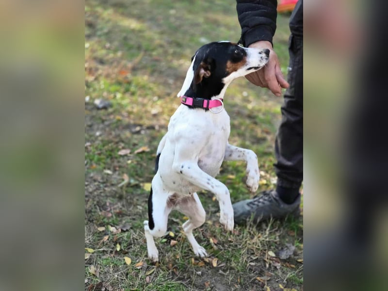 Bora, geboren 01.05.2024, 30cm sucht ihr Körbchen