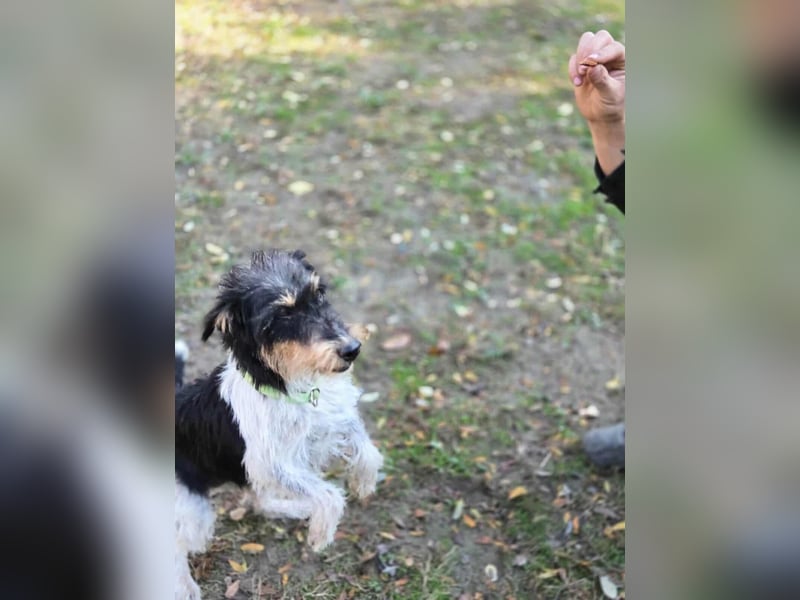 Arda, geboren 01.08.2015, 32cm sucht ihr Zuhause