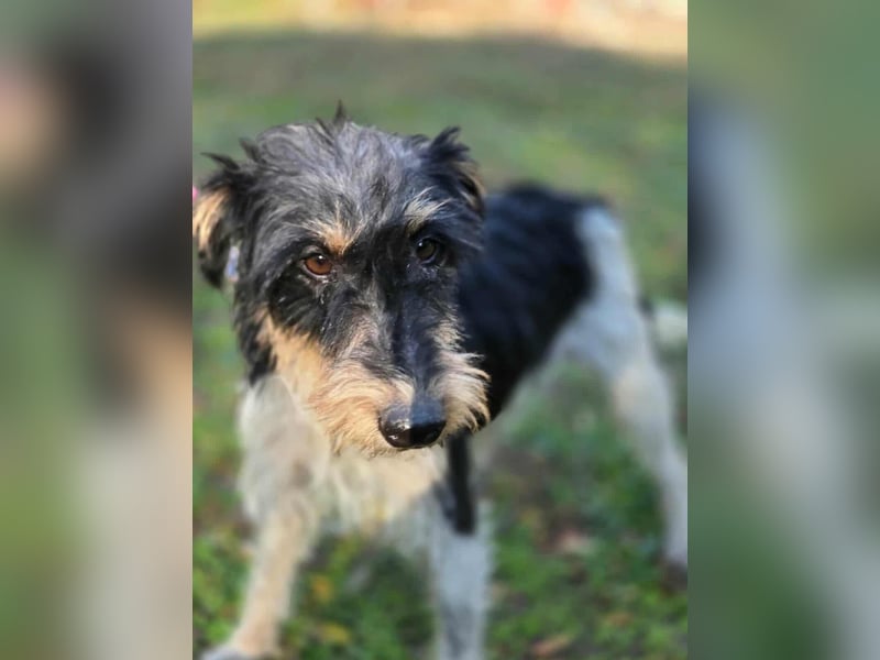 Arda, geboren 01.08.2015, 32cm sucht ihr Zuhause