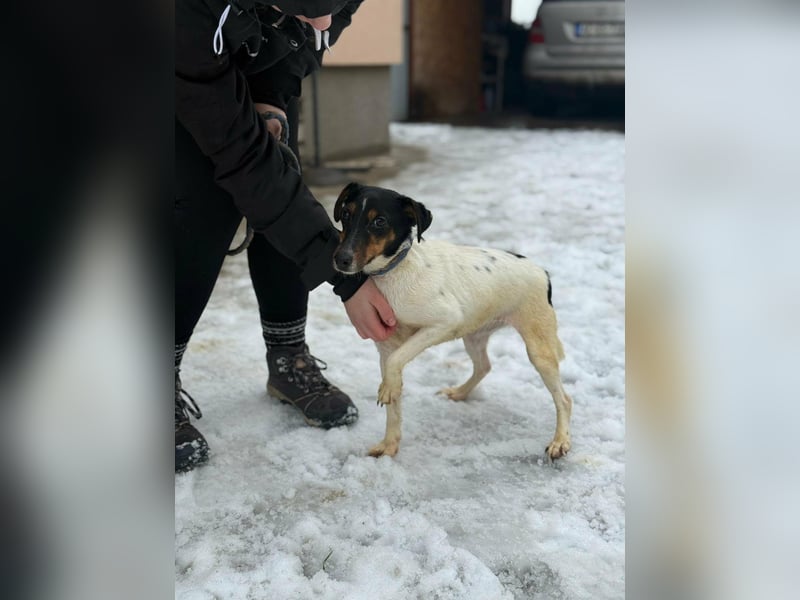 Mona, geboren 18.10.2022, 39cm sucht ihr Körbchen
