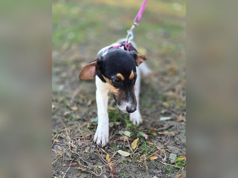 Runa, geboren 01.03.2025, 30cm sucht ihr Glück