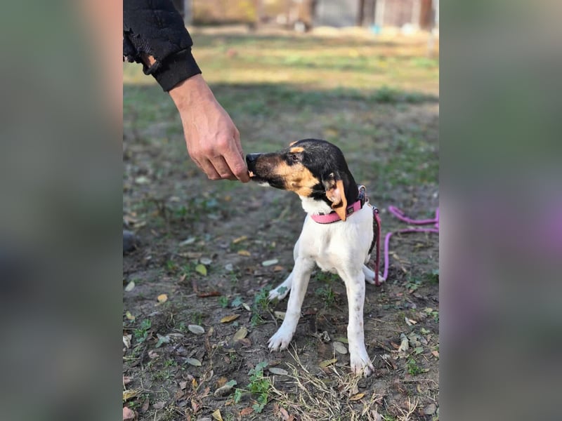 Runa, geboren 01.03.2025, 30cm sucht ihr Glück