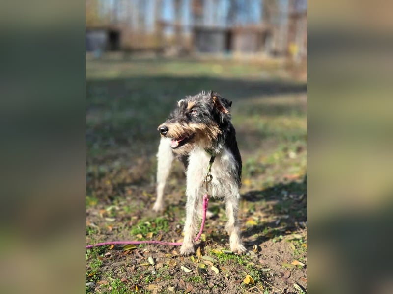 Arda, geboren 01.08.2015, 32cm sucht ihr Zuhause