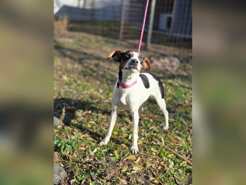 Bora, geboren 01.05.2024, 30cm sucht ihr Körbchen