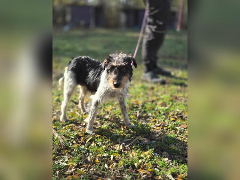 Arda, geboren 01.08.2015, 32cm sucht ihr Zuhause