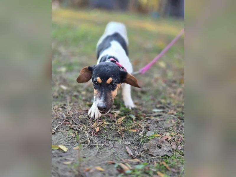 Runa, geboren 01.03.2025, 30cm sucht ihr Glück