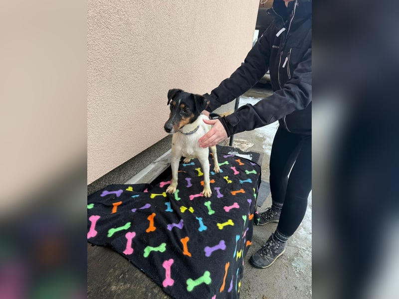 Mona, geboren 18.10.2022, 39cm sucht ihr Körbchen