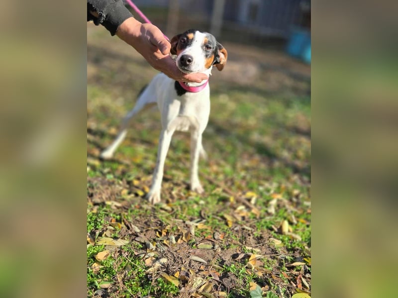 Bora, geboren 01.05.2024, 30cm sucht ihr Körbchen