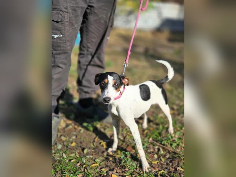 Bora, geboren 01.05.2024, 30cm sucht ihr Körbchen