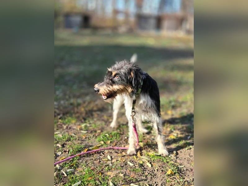 Arda, geboren 01.08.2015, 32cm sucht ihr Zuhause