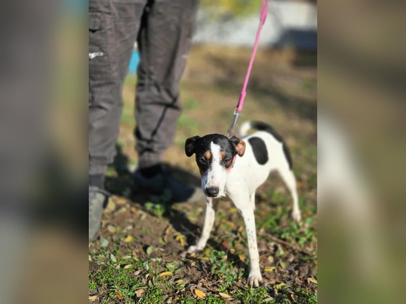 Bora, geboren 01.05.2024, 30cm sucht ihr Körbchen