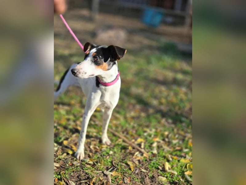 Bora, geboren 01.05.2024, 30cm sucht ihr Körbchen