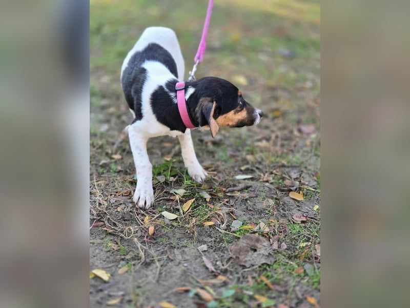 Runa, geboren 01.03.2025, 30cm sucht ihr Glück