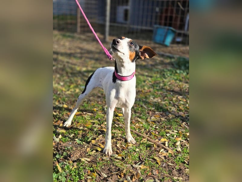 Bora, geboren 01.05.2024, 30cm sucht ihr Körbchen