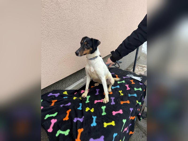 Mona, geboren 18.10.2022, 39cm sucht ihr Körbchen