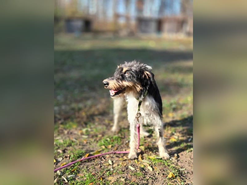 Arda, geboren 01.08.2015, 32cm sucht ihr Zuhause