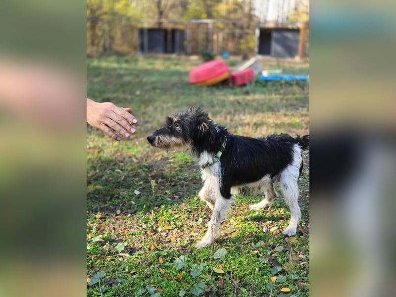 Arda, geboren 01.08.2015, 32cm sucht ihr Zuhause