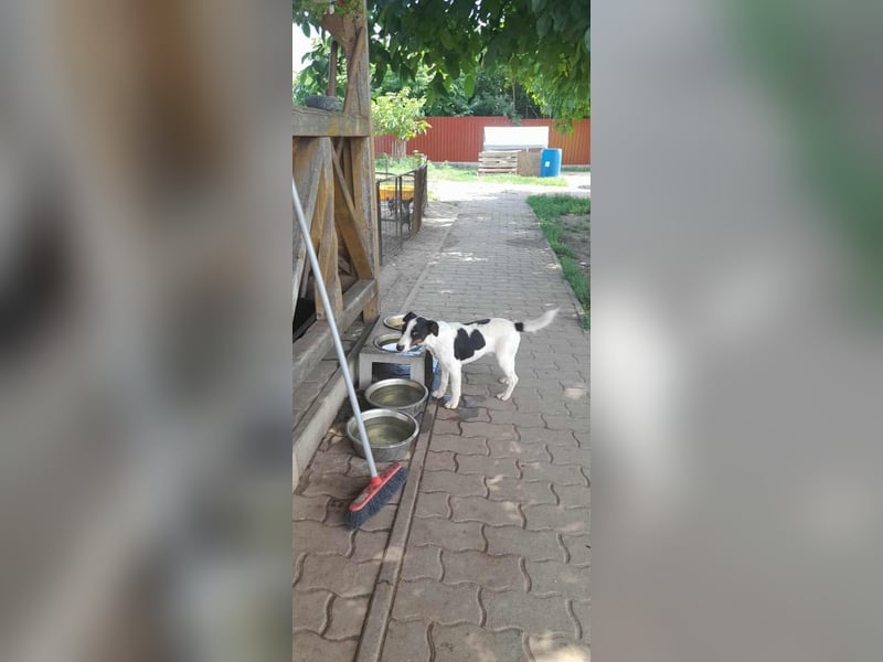 Maxi, geboren 01.04.2024, 36cm sucht aktives Zuhause