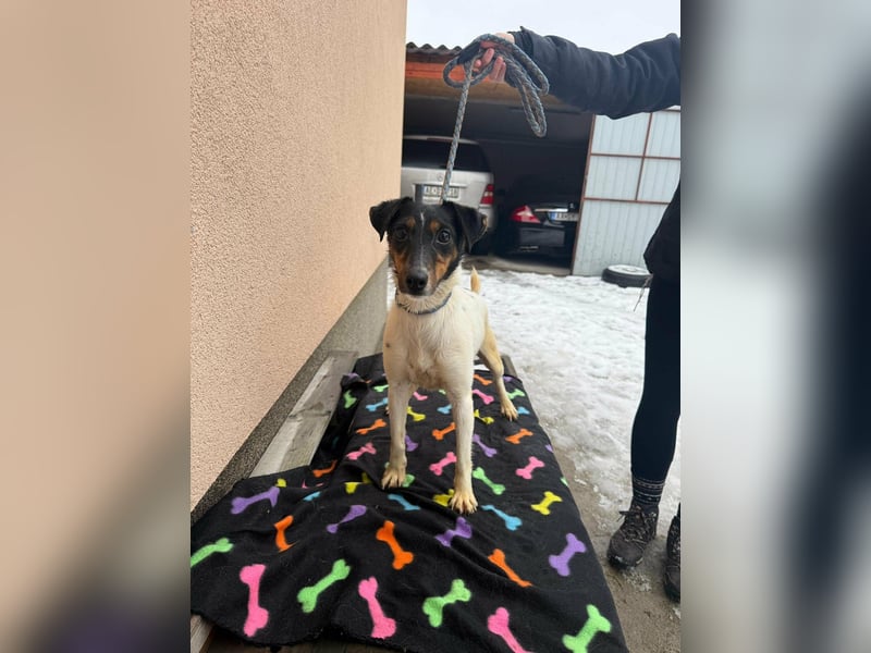 Mona, geboren 18.10.2022, 39cm sucht ihr Körbchen