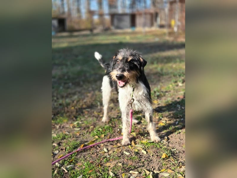 Arda, geboren 01.08.2015, 32cm sucht ihr Zuhause