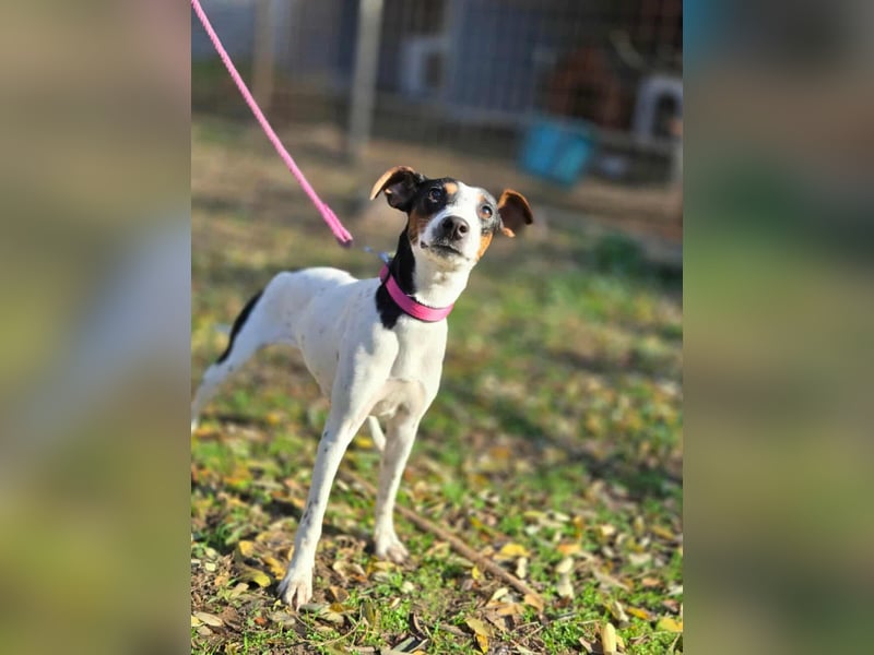 Bora, geboren 01.05.2024, 30cm sucht ihr Körbchen