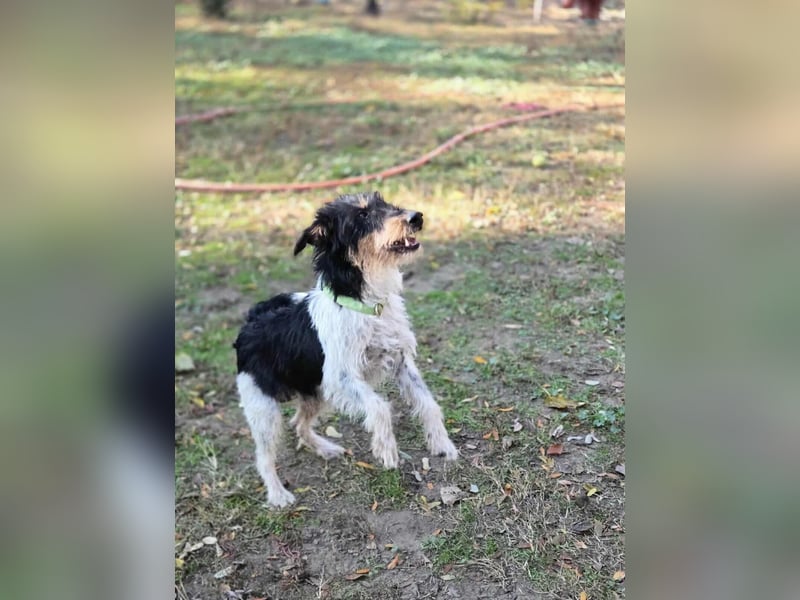 Arda, geboren 01.08.2015, 32cm sucht ihr Zuhause